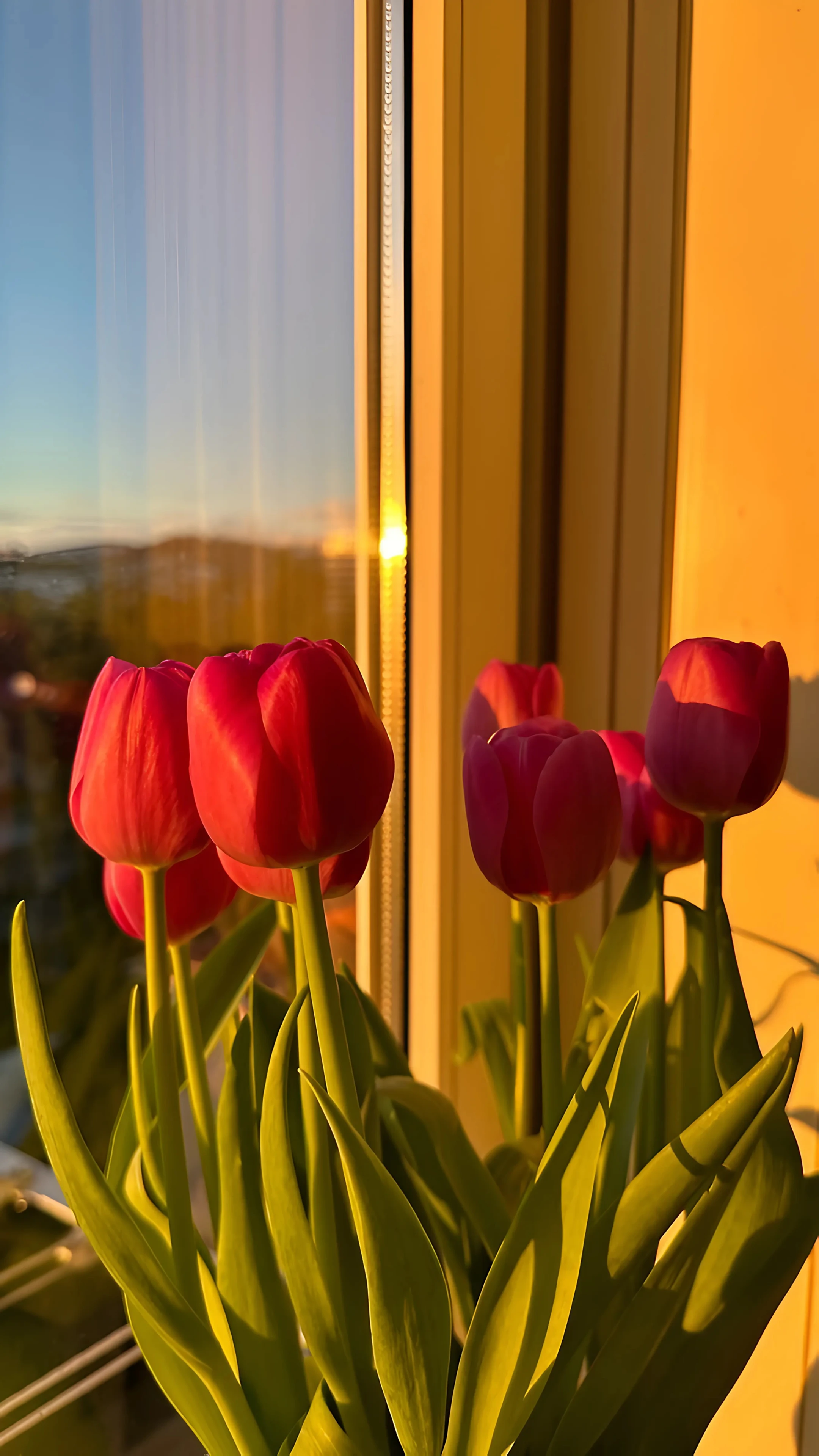 Red Tulips Glowing in Sunset Light